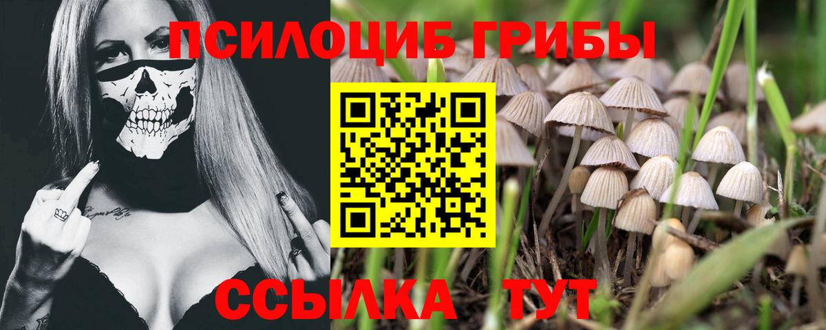 Псилоцибиновые грибы Psilocybe  Вход с VPN  Ступино 